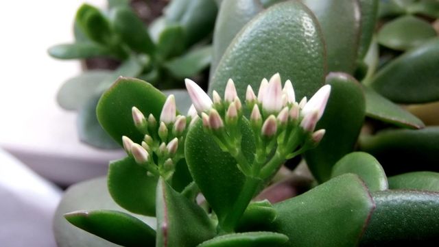 Чим корисне грошове дерево для організму людини - фото 313742