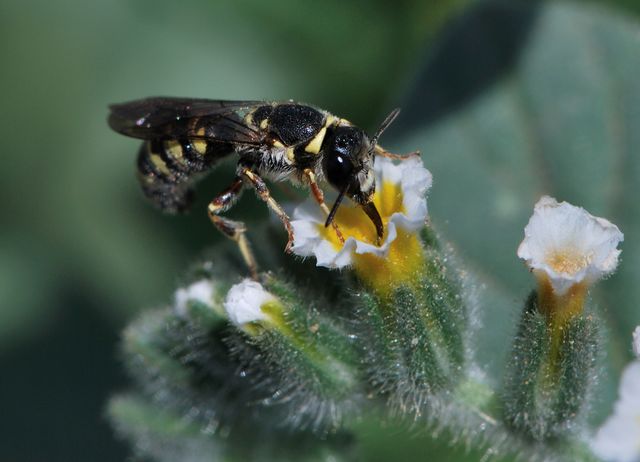 Трутні захищають гнізда від хижаків - фото 313986