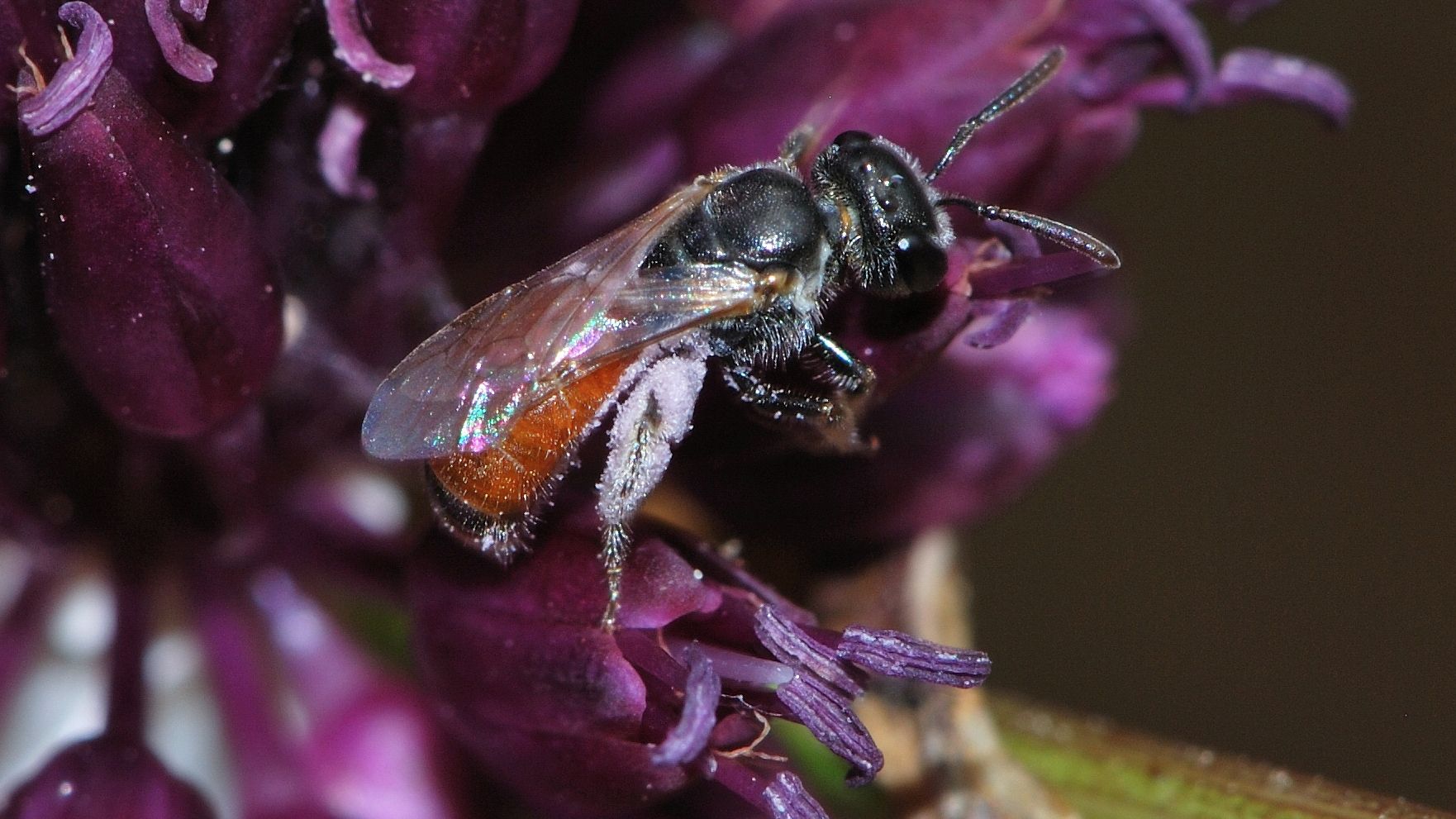 Учені з'ясували, що трутні теж трудяться