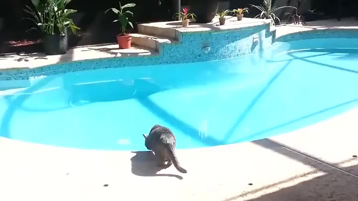 Кіт розсмішив мережу, злякавшись пчиху свого господаря