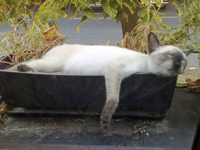 Коти-садівники, які змусять вас сміятись: епічні фото - фото 314821