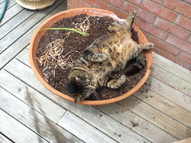 Коти-садівники, які змусять вас сміятись: епічні фото - фото 314831