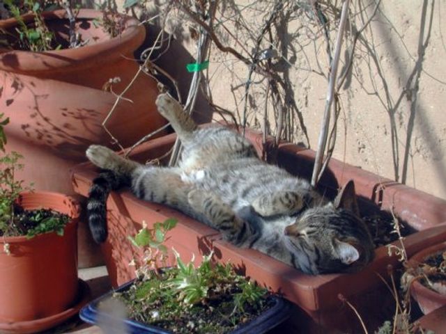 Коти-садівники, які змусять вас сміятись: епічні фото - фото 314834