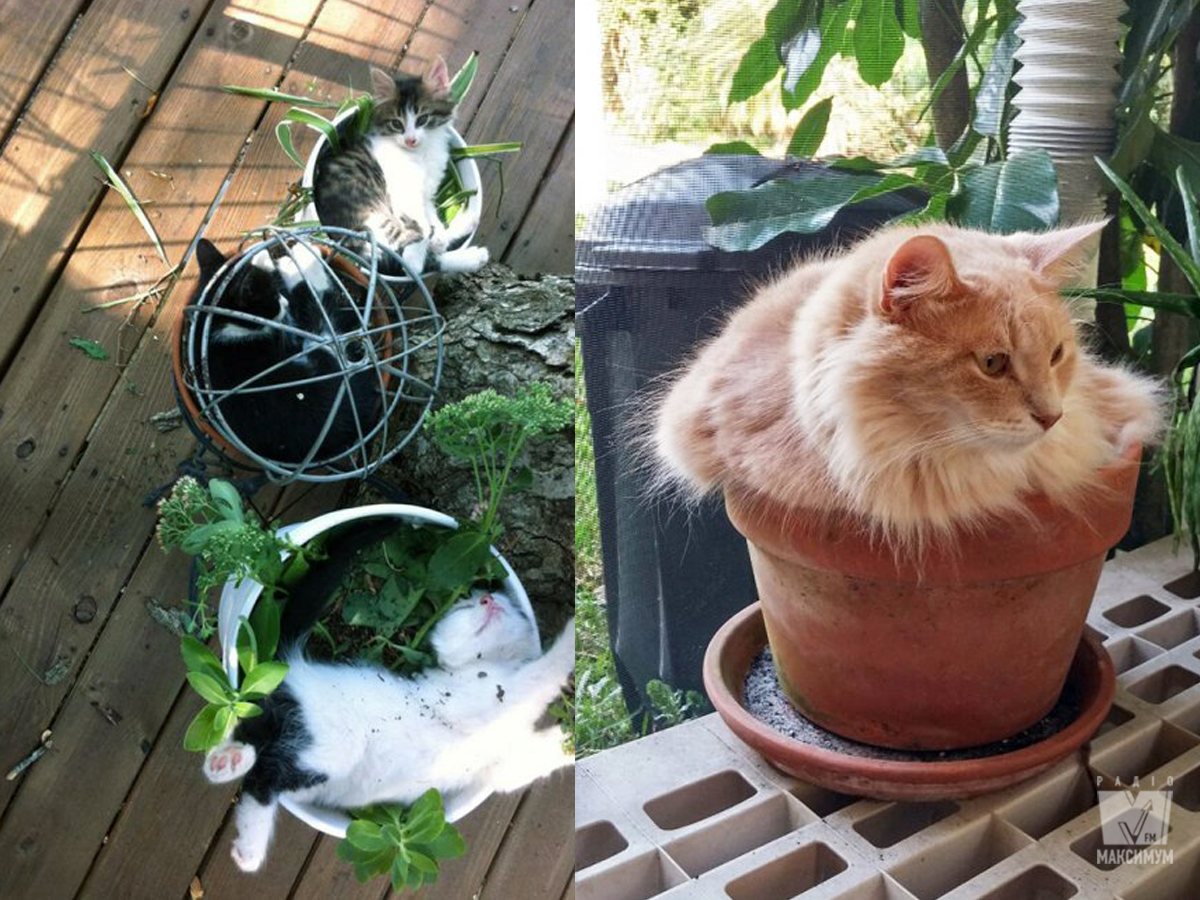 Коти-садівники, які змусять вас сміятись: епічні фото