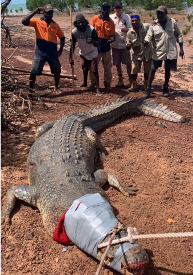В Австралії поліцейські заарештували крокодила - фото 314866