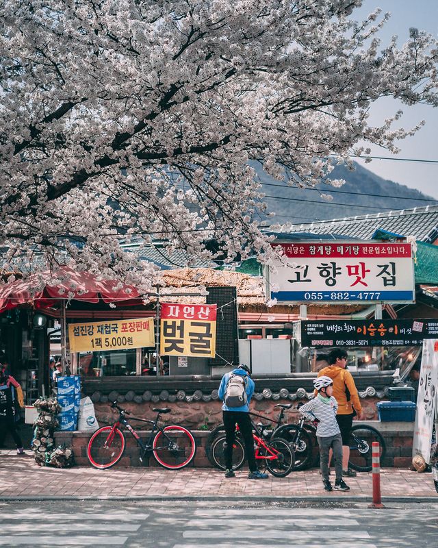 Південну Корею заполонюють квітучі вишні: атмосферні фото - фото 315009