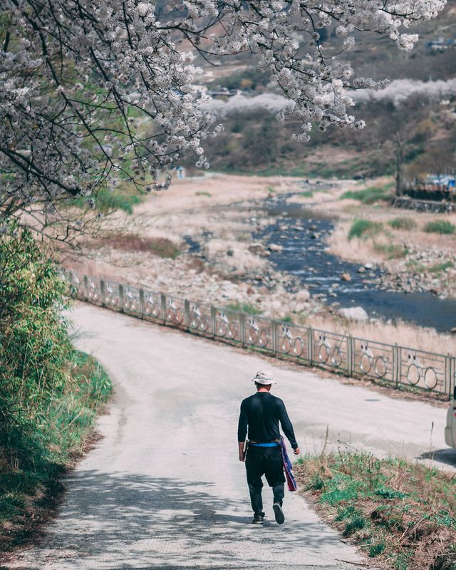 Південну Корею заполонюють квітучі вишні: атмосферні фото - фото 315010