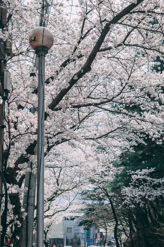 Південну Корею заполонюють квітучі вишні: атмосферні фото - фото 315012