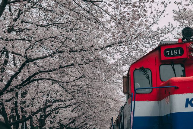 Південну Корею заполонюють квітучі вишні: атмосферні фото - фото 315014