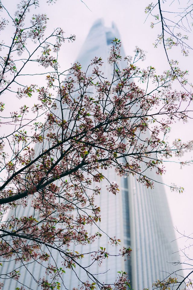 Південну Корею заполонюють квітучі вишні: атмосферні фото - фото 315015