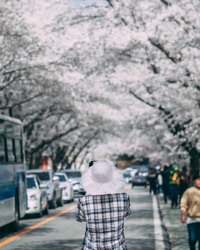 Південну Корею заполонюють квітучі вишні: атмосферні фото - фото 315016