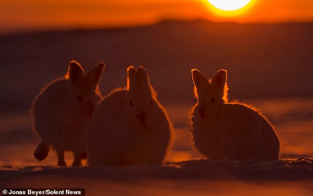 Фотограф зняв епічну битву полярних зайців: ефектні кадри - фото 315192