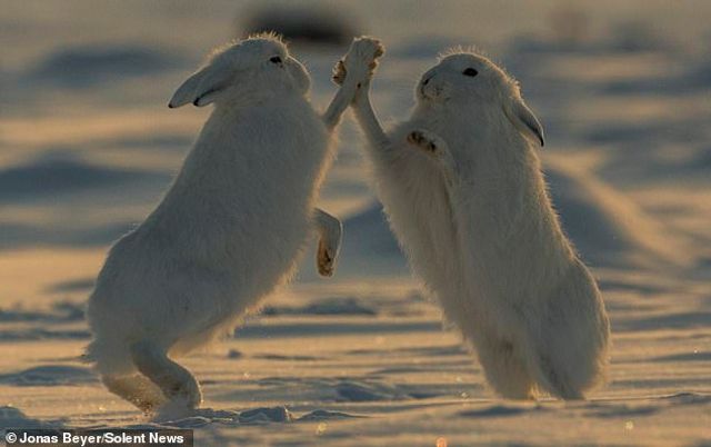Фотограф зняв епічну битву полярних зайців: ефектні кадри - фото 315193