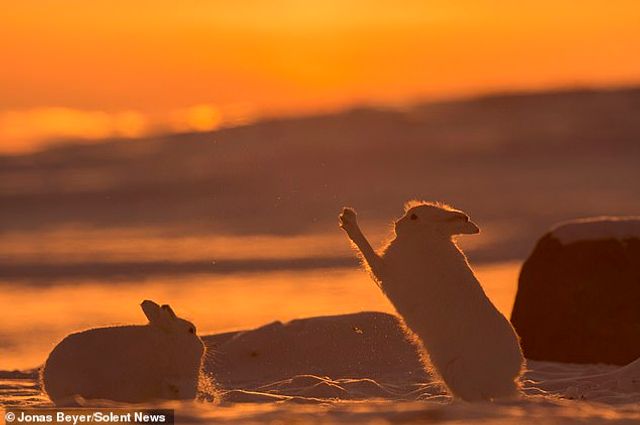Фотограф зняв епічну битву полярних зайців: ефектні кадри - фото 315194