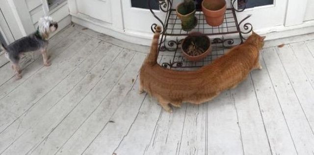 Щось пішло не так: 15 дивних панорамних фото - фото 315825