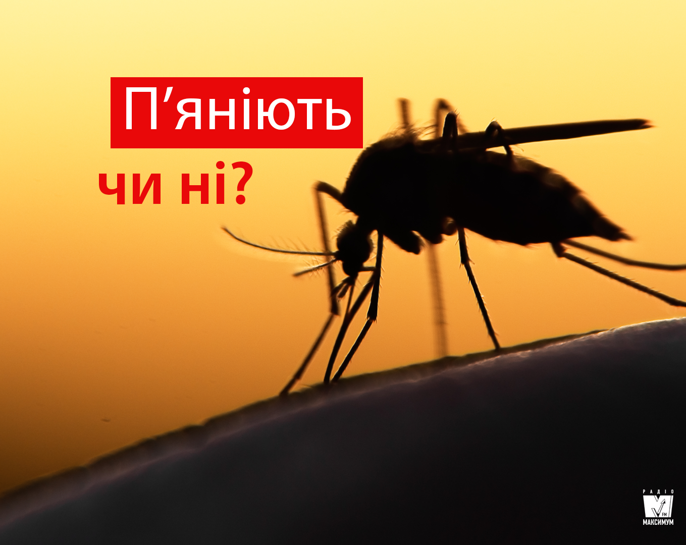 Кумедне дослідження: чи п'яніють комарі, якщо у крові є алкоголь