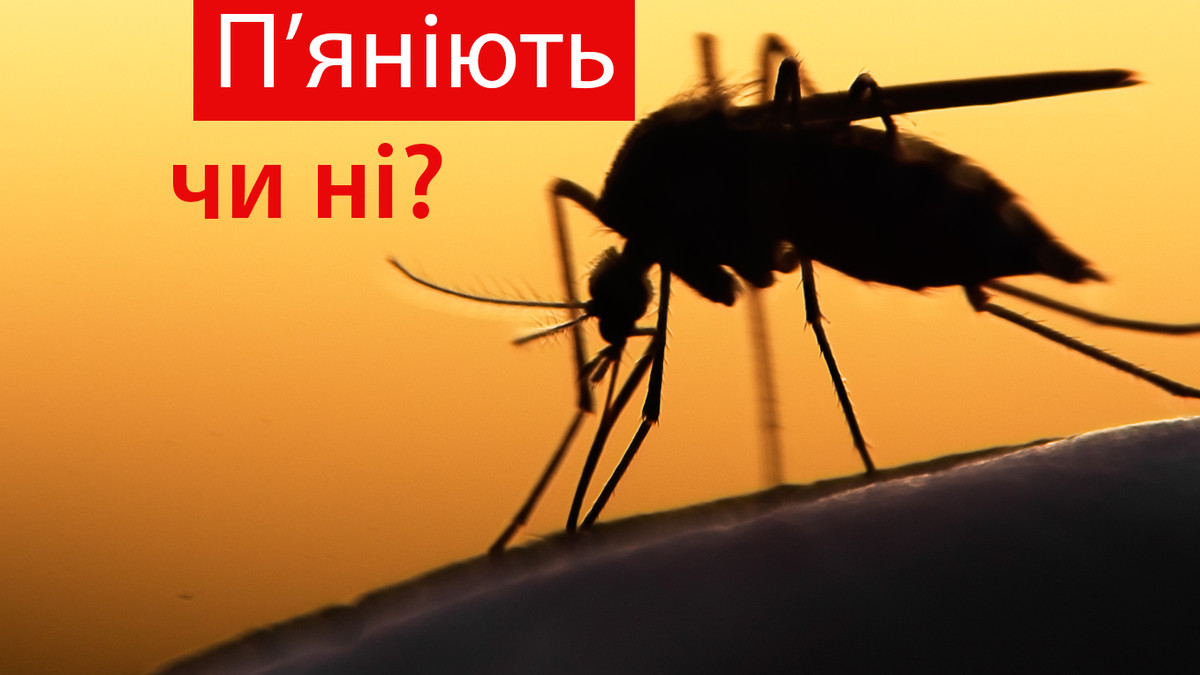 Науковці розповіли, чи п'яніють комарі через алкоголь - фото 1