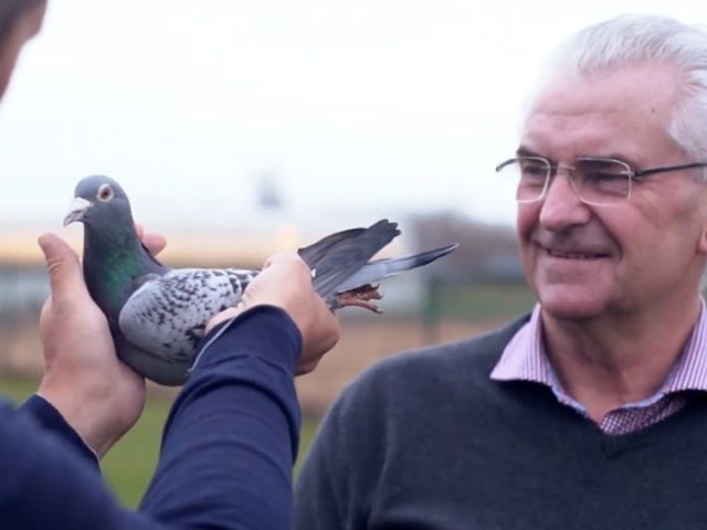 Ціна найдорожчого у світі голуба вас шокує - фото 316310