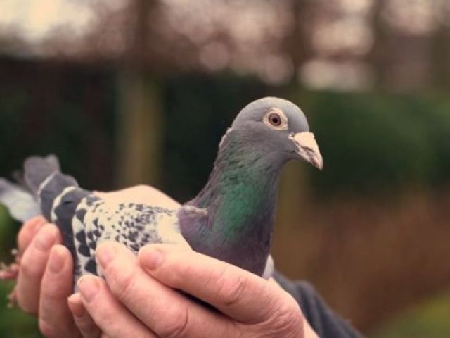 Ціна найдорожчого у світі голуба вас шокує - фото 316311