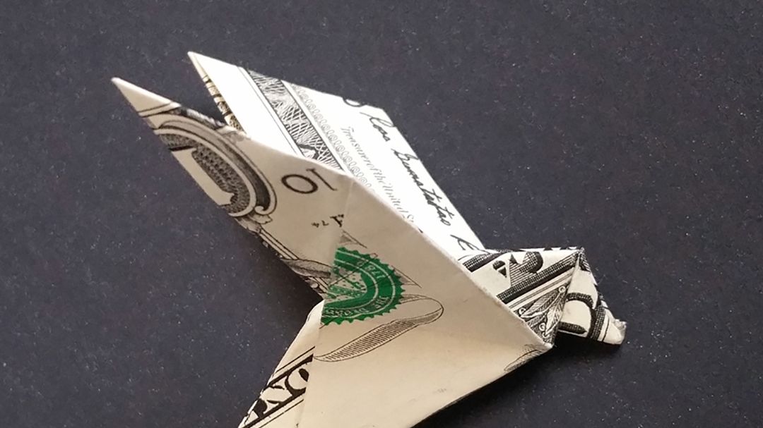 Ціна найдорожчого у світі голуба вас шокує