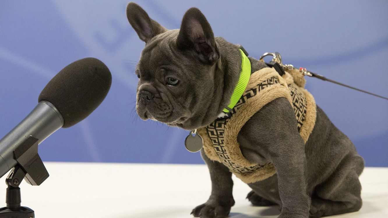 Як собака зіпсував інтерв'ю: епічне відео