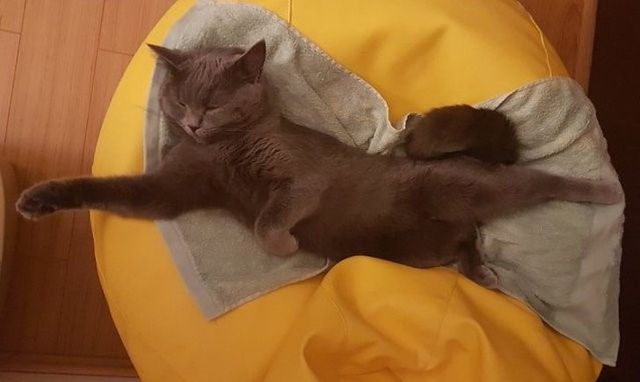 Епічні фото втомлених котів, які викликають чимало питань - фото 316960