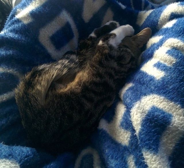 Епічні фото втомлених котів, які викликають чимало питань - фото 316961