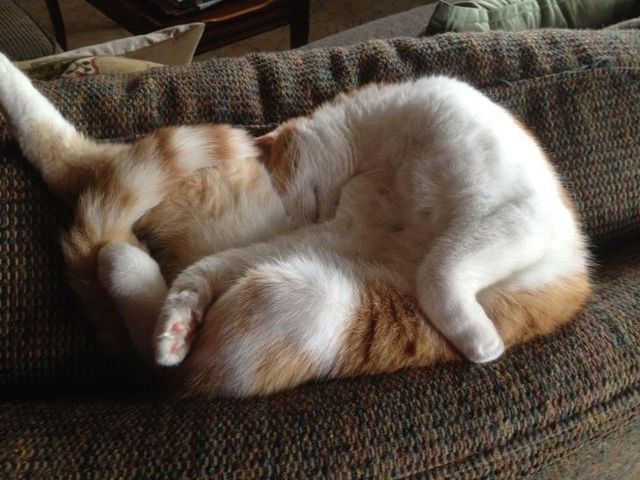 Епічні фото втомлених котів, які викликають чимало питань - фото 316968