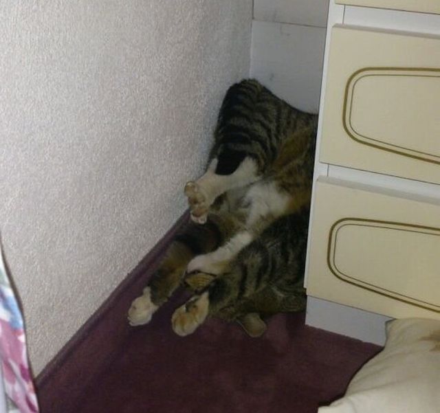 Епічні фото втомлених котів, які викликають чимало питань - фото 316971