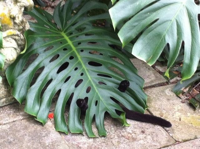 Епічні фото втомлених котів, які викликають чимало питань - фото 316972