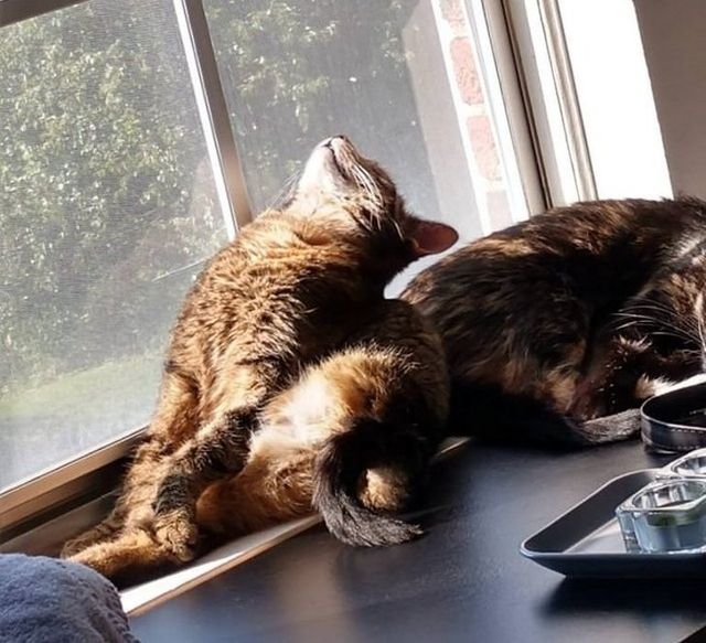 Епічні фото втомлених котів, які викликають чимало питань - фото 316973