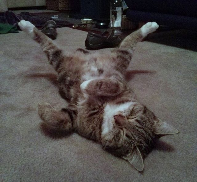 Епічні фото втомлених котів, які викликають чимало питань - фото 316975