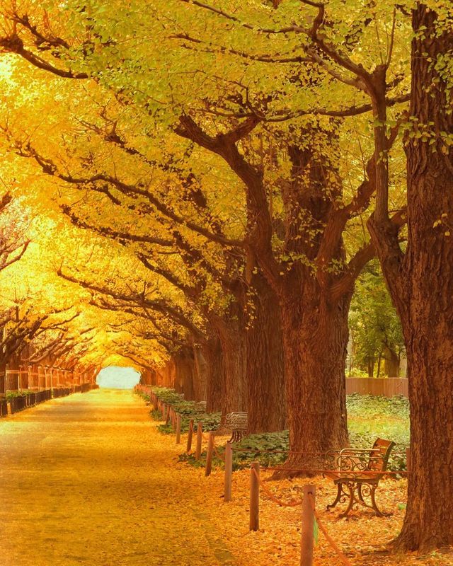 Японія, від якої важко відвести погляд: яскраві фото - фото 317566