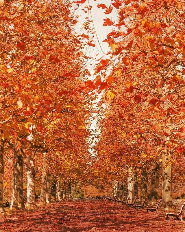 Японія, від якої важко відвести погляд: яскраві фото - фото 317567