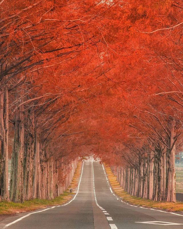 Японія, від якої важко відвести погляд: яскраві фото - фото 317568