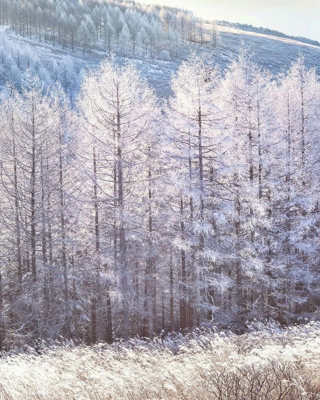 Японія, від якої важко відвести погляд: яскраві фото - фото 317571