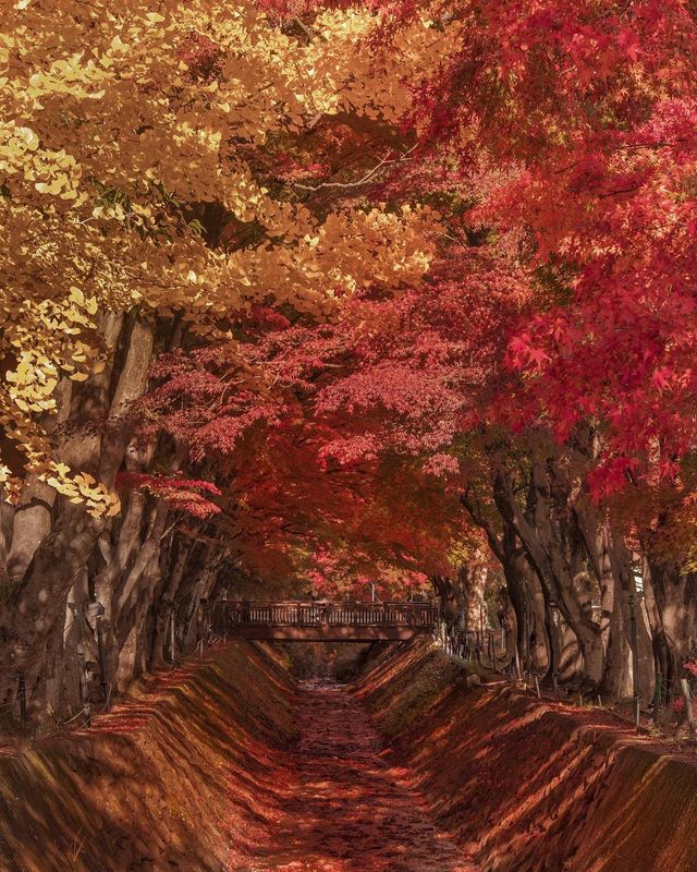 Японія, від якої важко відвести погляд: яскраві фото - фото 317572