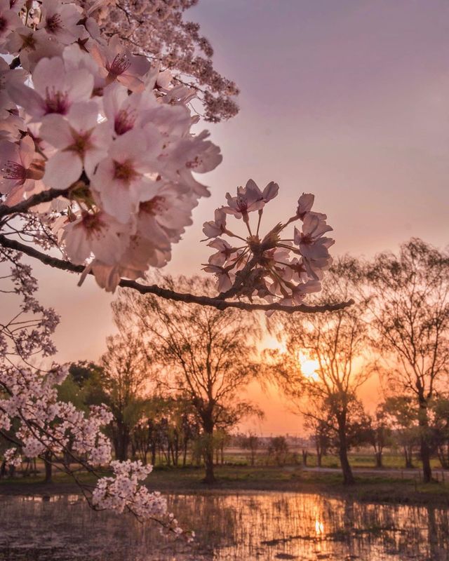 Японія, від якої важко відвести погляд: яскраві фото - фото 317573