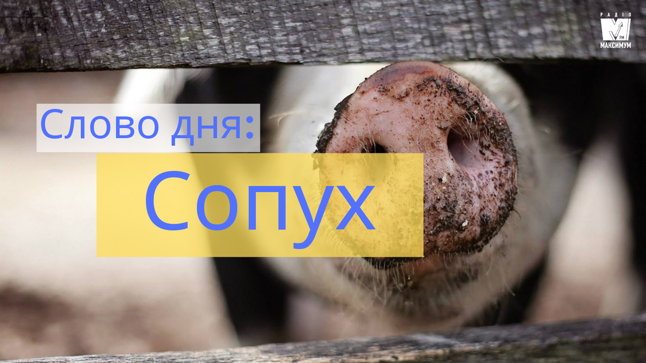 Слово дня: СОПУХ