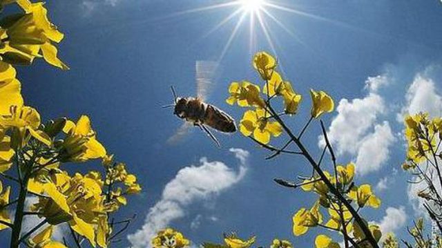 У цей день зима остаточно відступає - фото 317835