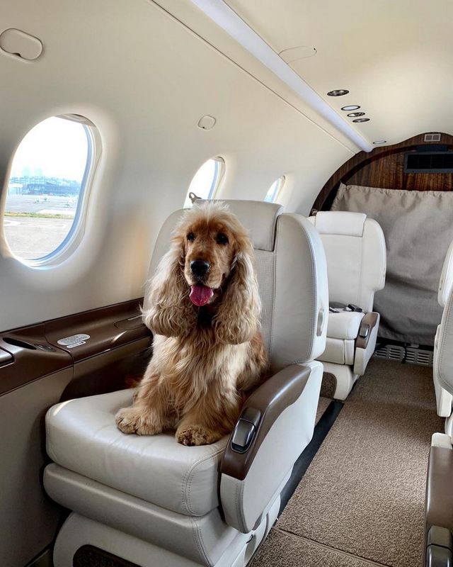 Щоб всі так жили: як виглядають багаті собаки в Instagram - фото 318389