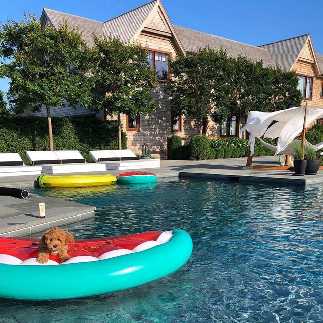 Щоб всі так жили: як виглядають багаті собаки в Instagram - фото 318390