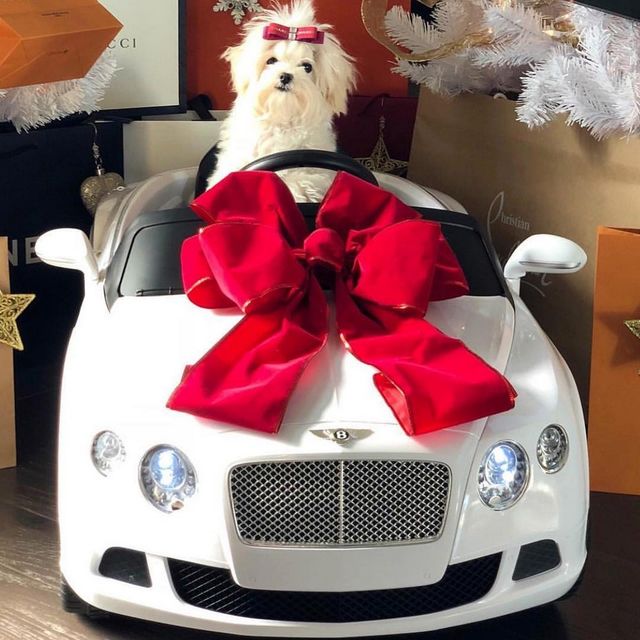 Щоб всі так жили: як виглядають багаті собаки в Instagram - фото 318394