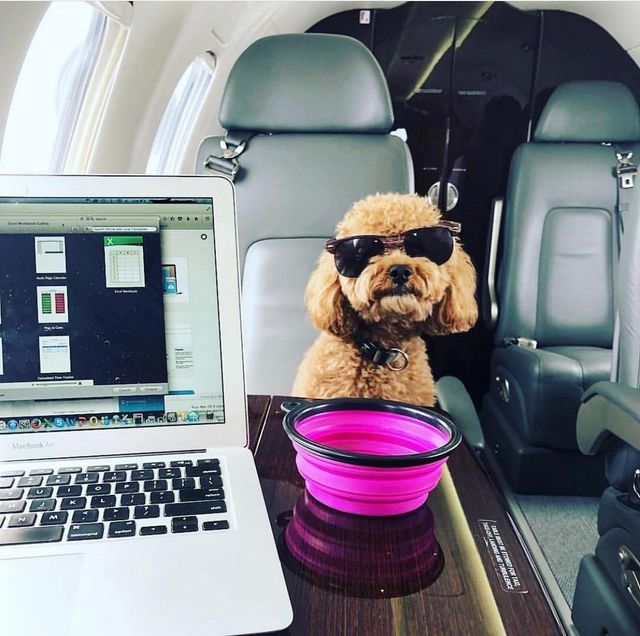 Щоб всі так жили: як виглядають багаті собаки в Instagram - фото 318396