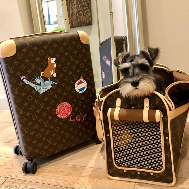 Щоб всі так жили: як виглядають багаті собаки в Instagram - фото 318399