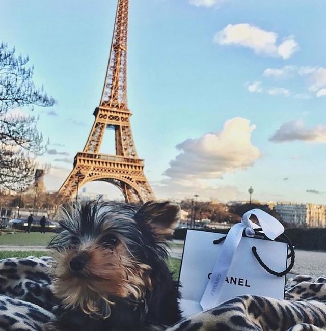 Щоб всі так жили: як виглядають багаті собаки в Instagram - фото 318400