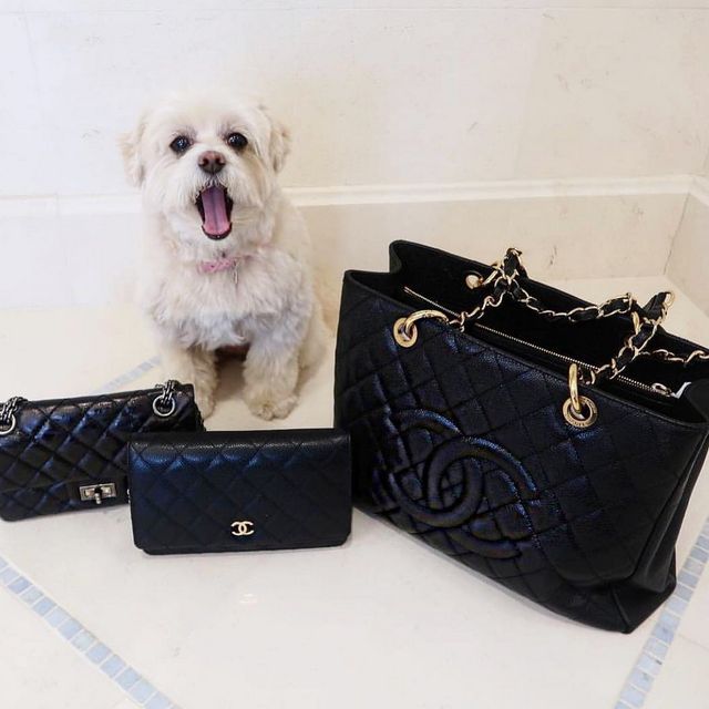 Щоб всі так жили: як виглядають багаті собаки в Instagram - фото 318401