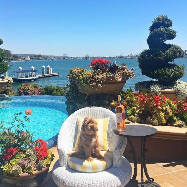 Щоб всі так жили: як виглядають багаті собаки в Instagram - фото 318402