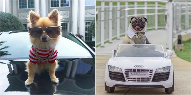 Щоб всі так жили: як виглядають багаті собаки в Instagram - фото 318403