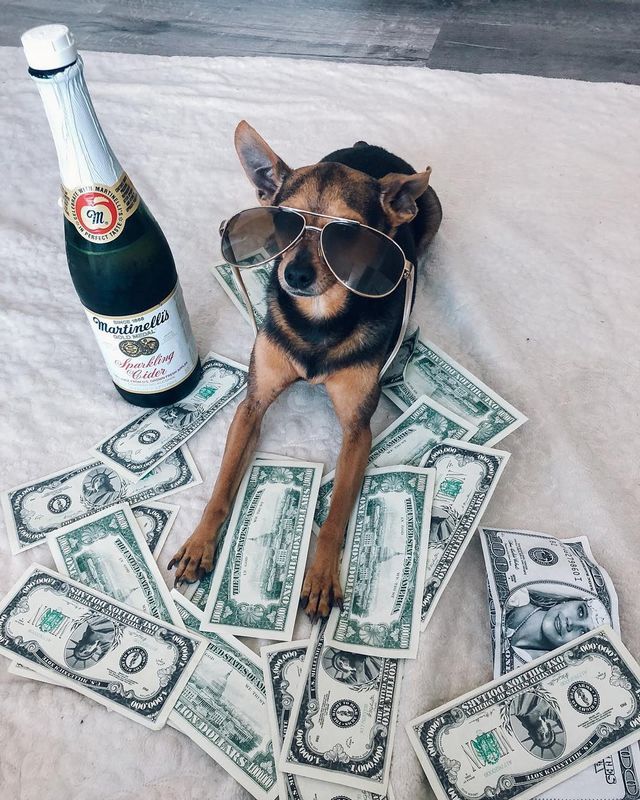Щоб всі так жили: як виглядають багаті собаки в Instagram - фото 318404